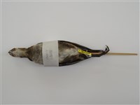 藏品(紅冠水雞)的圖片